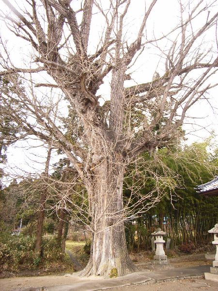 �V�����i���s��o�R�j