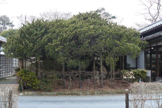 ���Ԃ��i�������j