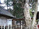 上沼八幡神社の御神木である姥杉