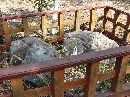 上沼八幡神社の陰陽石（縁結びの霊石）