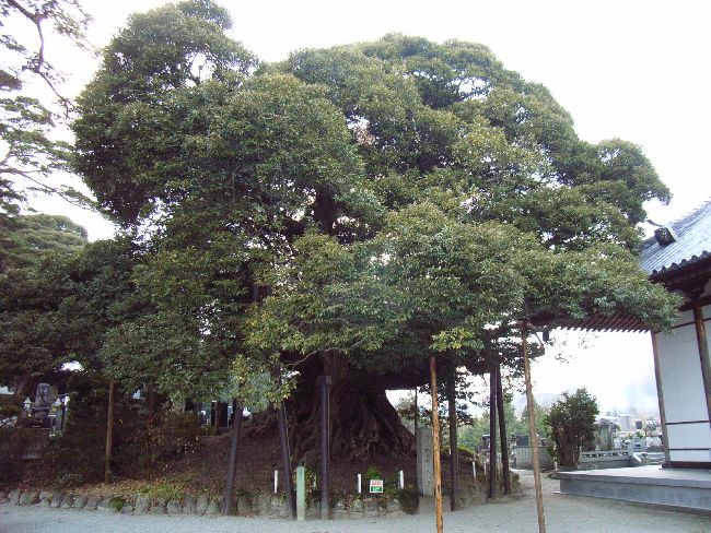 �̖����i�j�����j